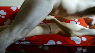 Siaran Nakal ABG Jakarta Dari Hotel Mewah Bikin Melongo